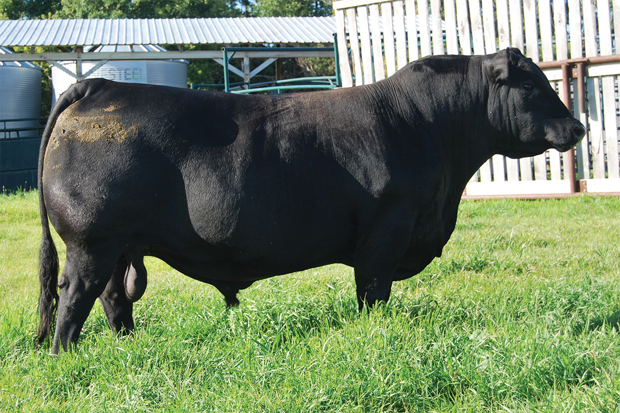 sire19